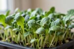 Arugula microgreens taste sharper than you expect—here’s how to grow them without bitterness