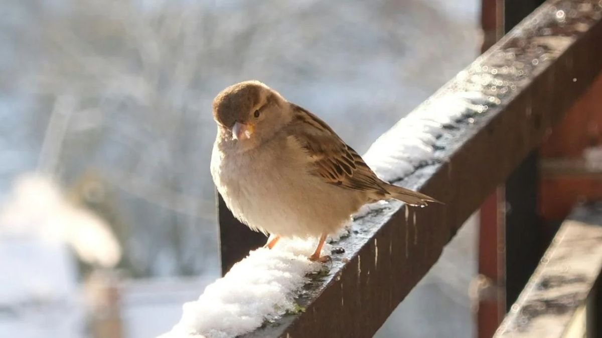 birdie on the balcony
