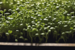 Pea Microgreens: the trick to thick, sweet shoots (not spindly threads)