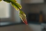 Christmas cactus dropping buds: Why it happens and how to stop it