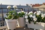 Planning a 2026 Garden in Cloud Dancer White Color
