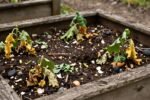 When compost becomes "too much": how to use compost soil without burning plants or stunting seedlings