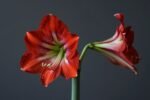 Don’t throw out your amaryllis: the 6-week plan to rebloom it next winter