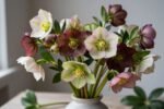 Hellebores are blooming while everything else sleeps—here’s how to keep them gorgeous for weeks