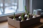 How I grow garlic indoors in winter — from supermarket bulbs, in a shoebox