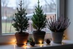 5 evergreen plants that decorate your home from Christmas to spring
