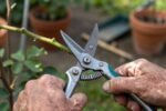 Your Plants Aren't the Problem—Your "Shears" Might Be: The 5 Cuts That Quietly Ruin Growth