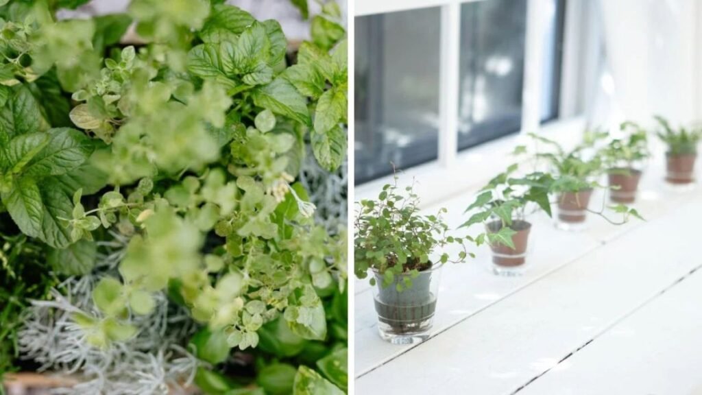 herbs on the windowsill