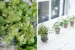 Instead of candles grow winter herbs for natural scent at home
