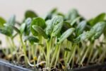 Spinach taking forever to sprout? The temperature mistake that stalls germination