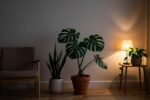 Dark room? these plants don’t just survive—they actually look good in low light
