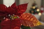 Why your poinsettia is going bald (and how to save it before Christmas)