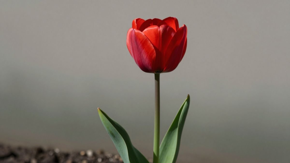 tulip